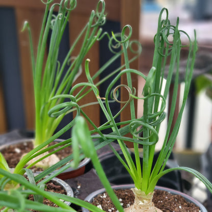 Albuca 'Frizzle Sizzle'