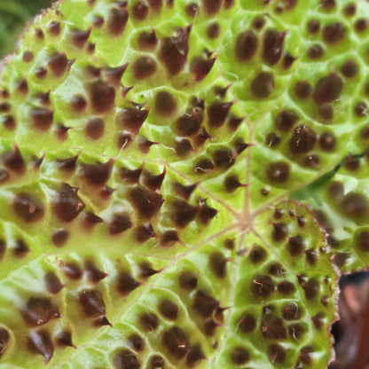 Begonia Ferox