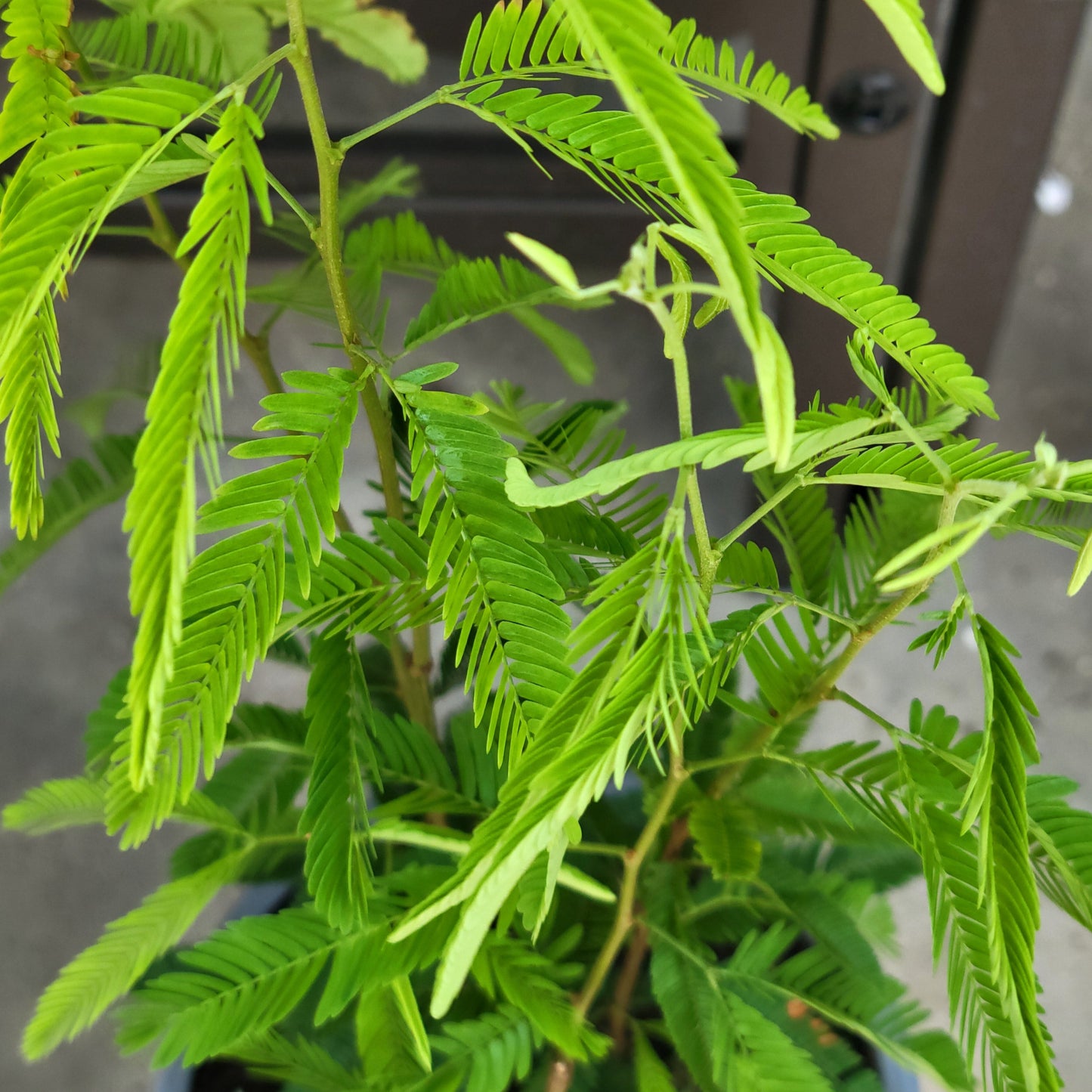 Calliandra Powderpuff Bush