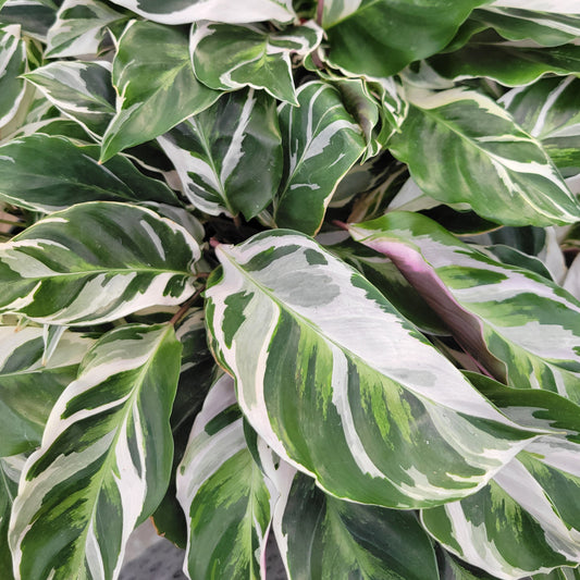 Calathea 'White Fusion'