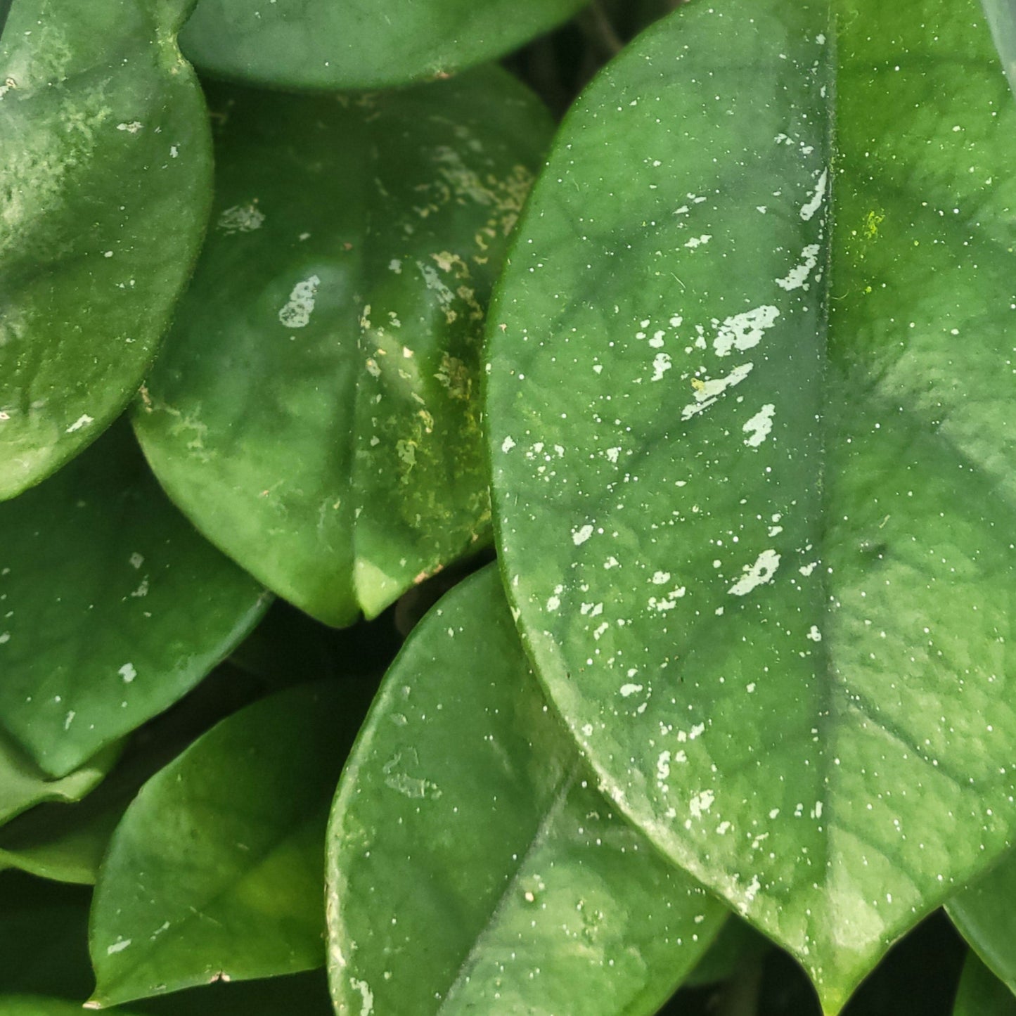 Hoya 'Fungii'