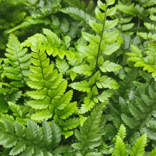 Korean Rock Fern