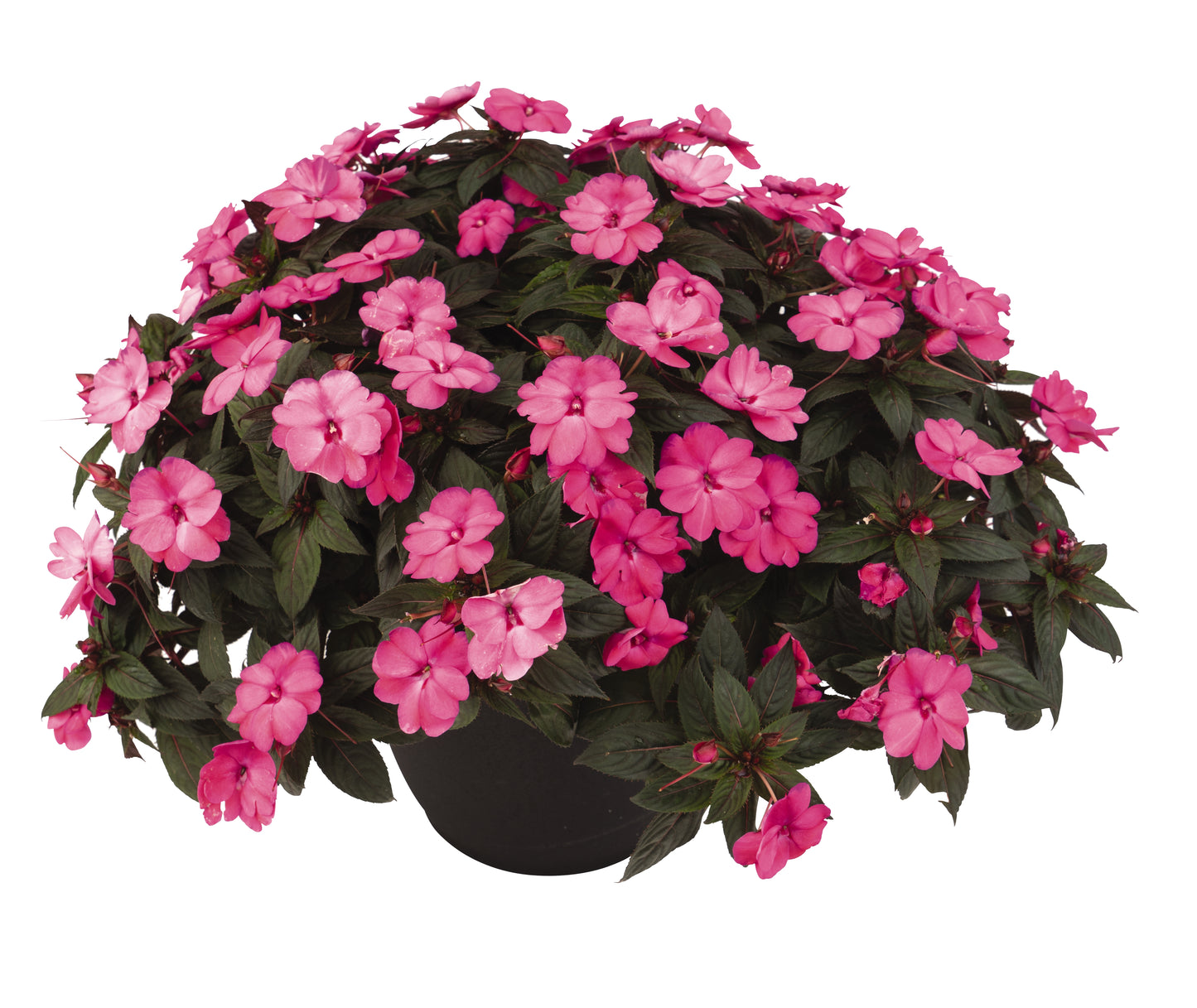 Impatiens Exotic 'SunStanding®'