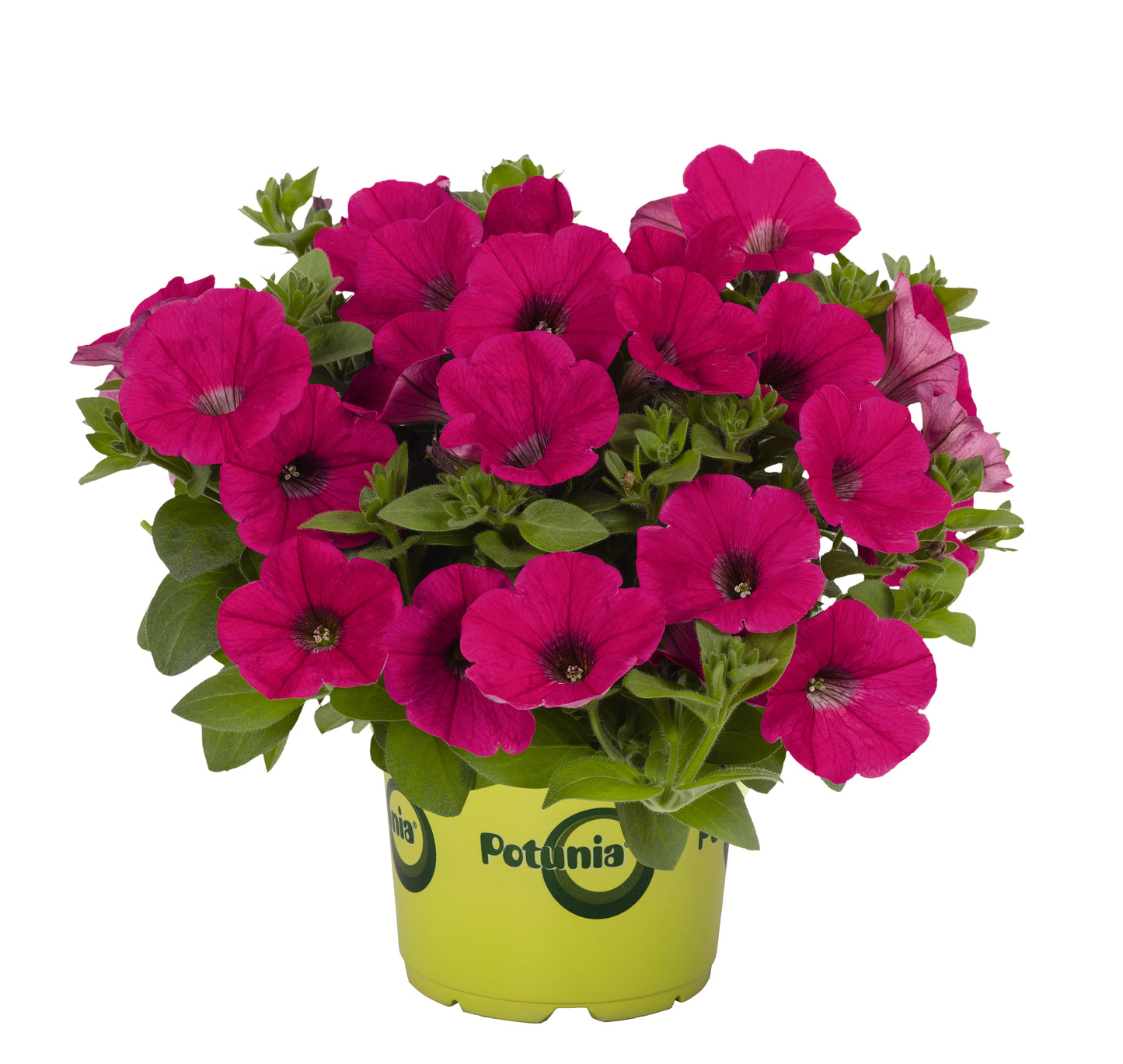 Petunia 'Potunia Piccola'