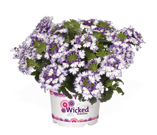 Verbena 'Wicked'