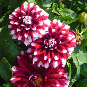 Dahlia 'Starsister'