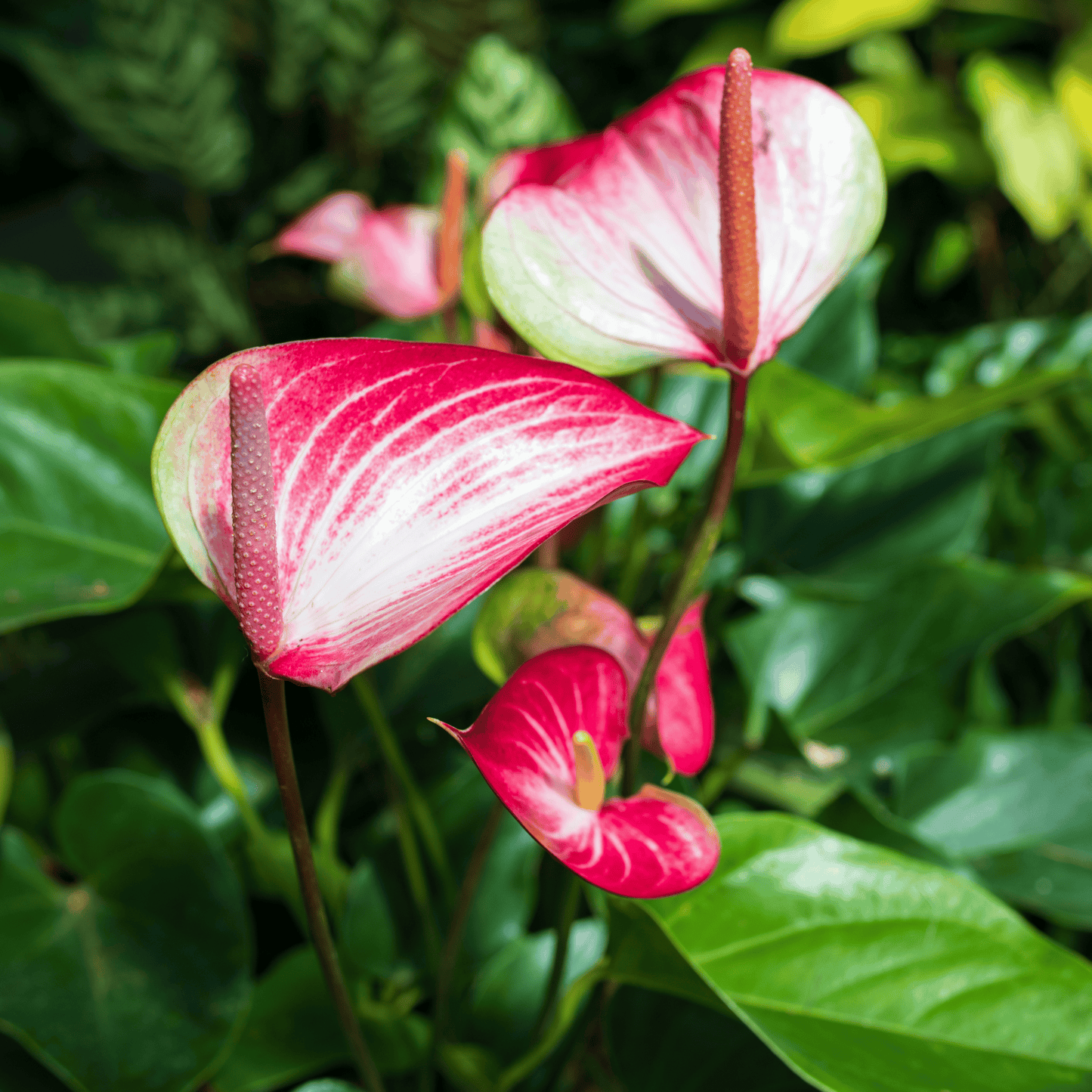 Anthurium andreanum