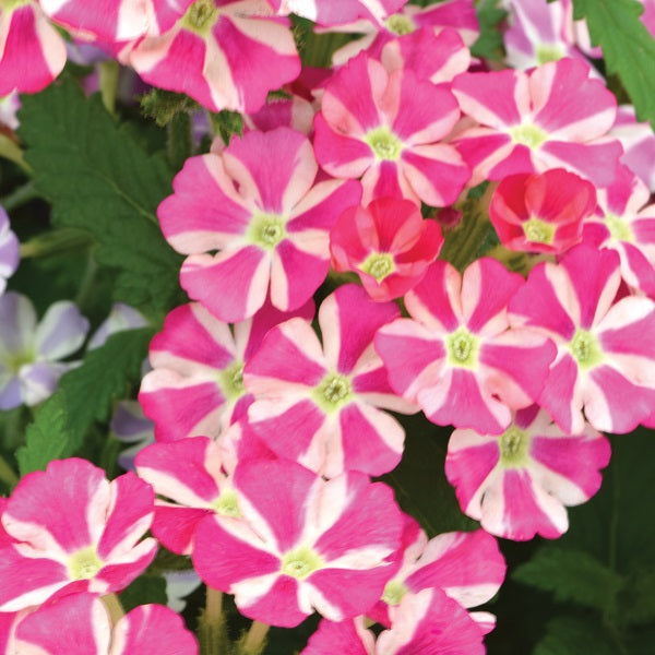 Verbena 'Voodoo™'