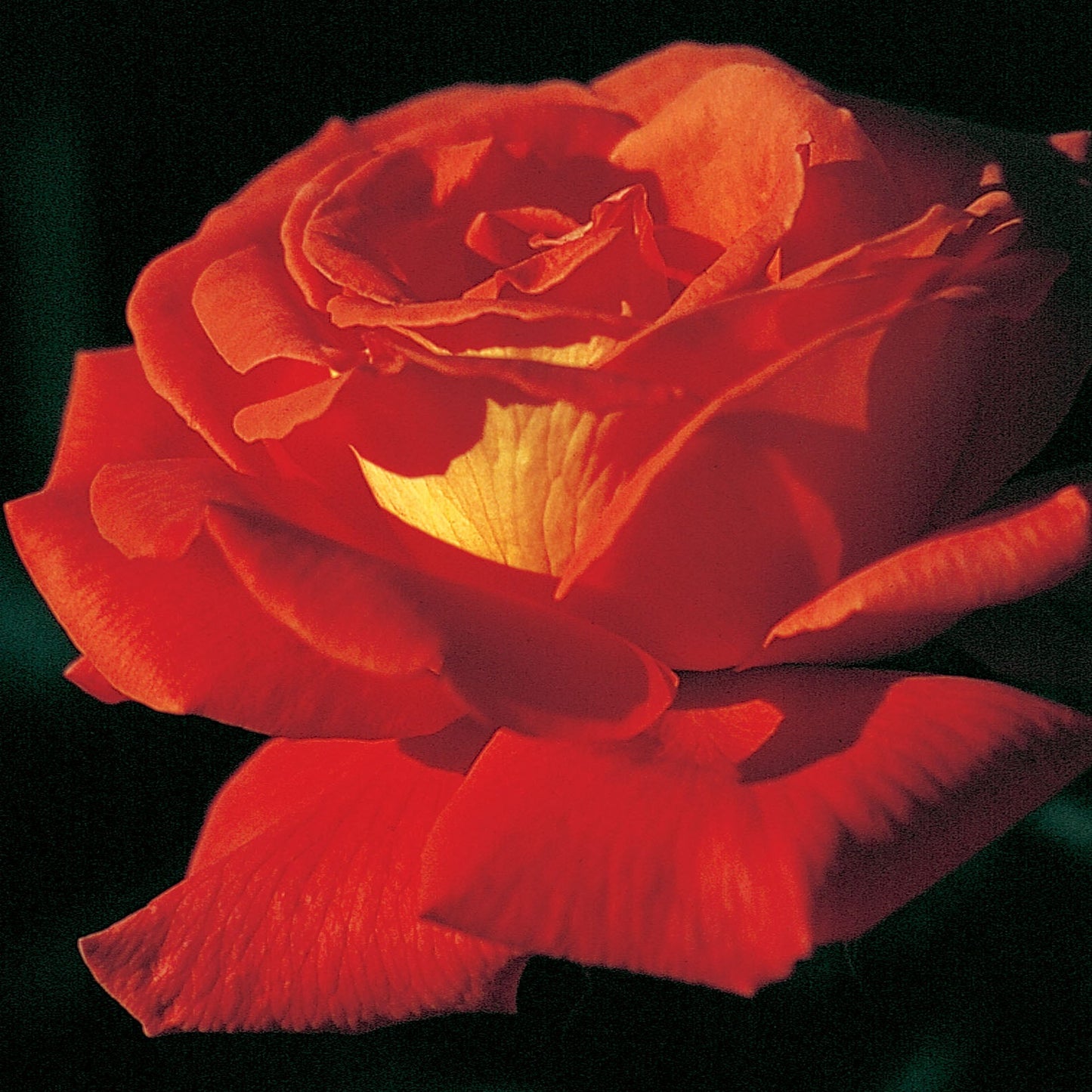 Rose 'Las Vegas'