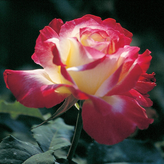 Rose 'Double Delight'