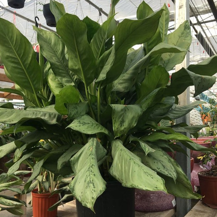 Aglaonema 'BJ Freeman'