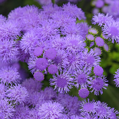 Ageratum 'Monarch Magic'