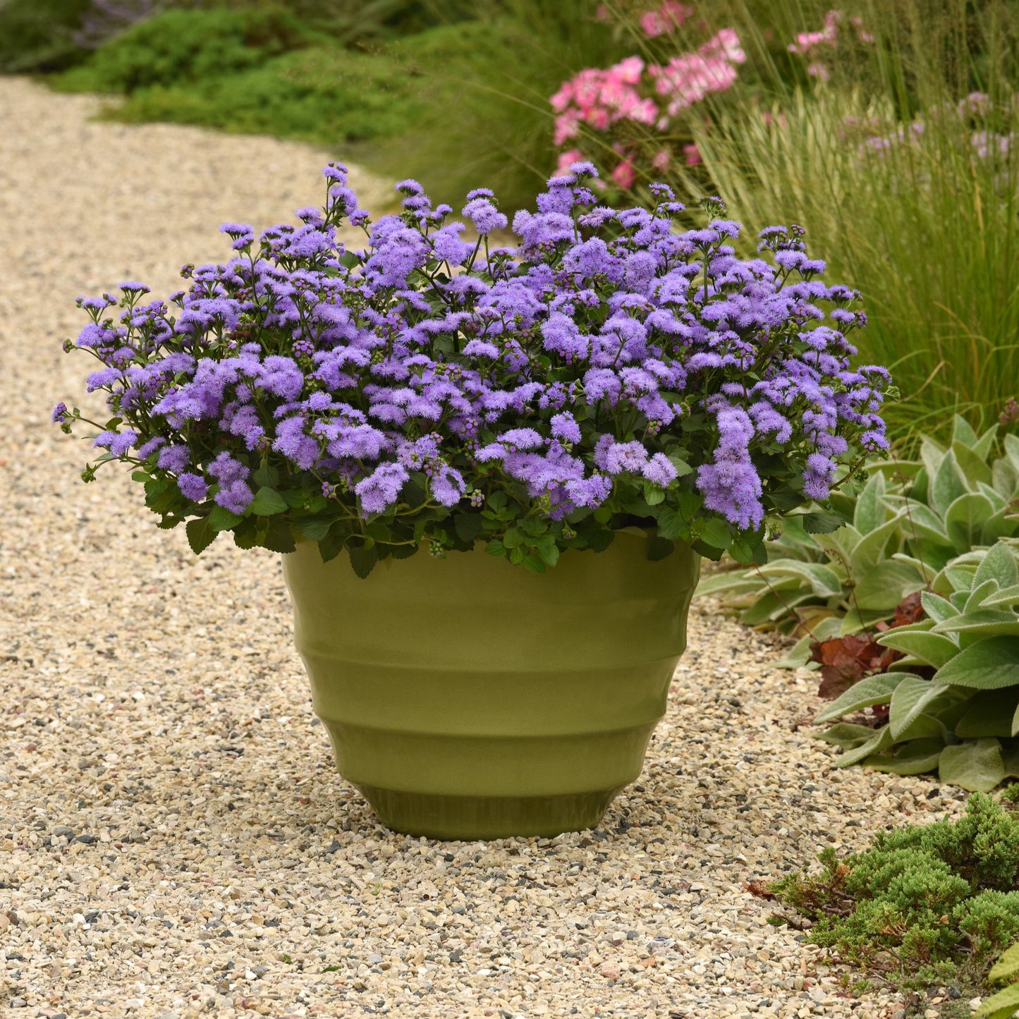 Ageratum 'Monarch Magic'