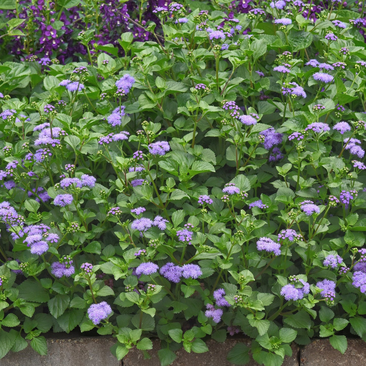 Ageratum 'Monarch Magic'