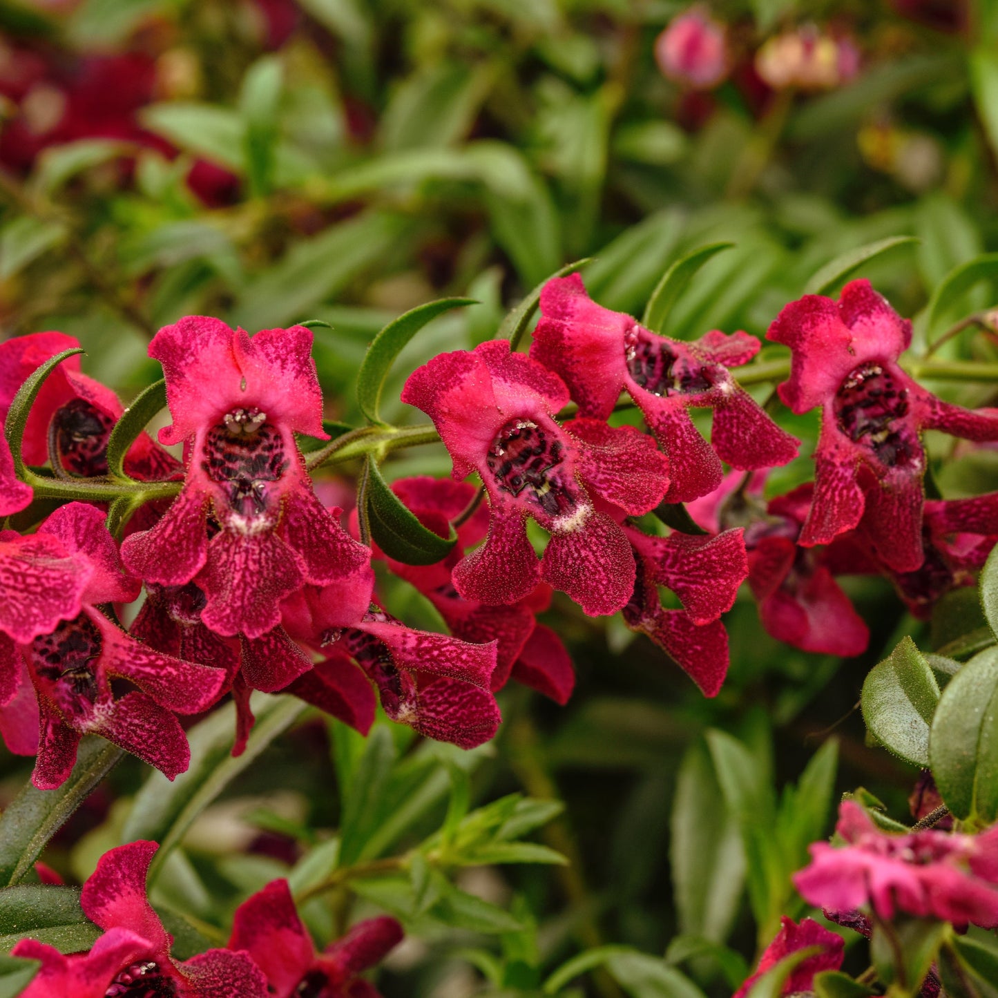 Angelonia 'AngelFlare™'