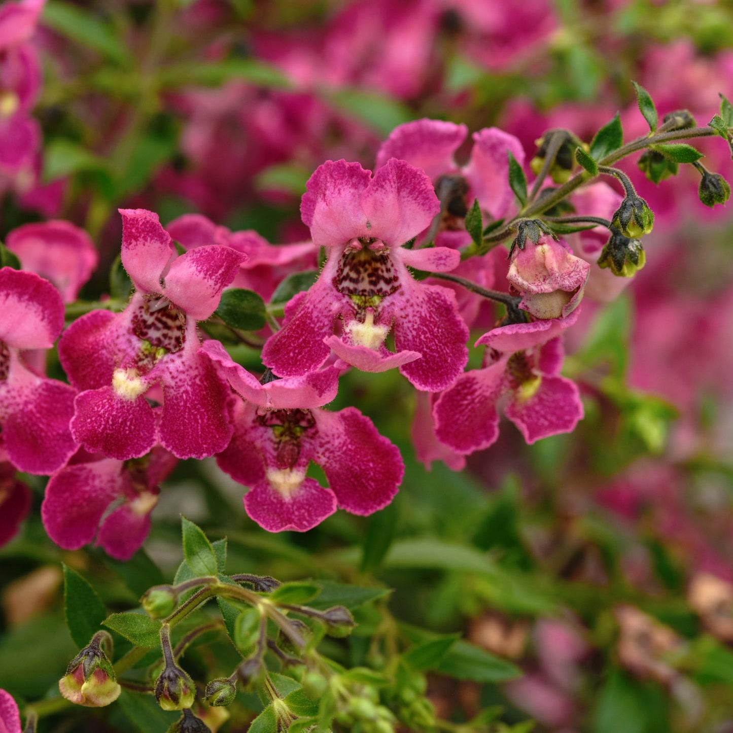 Angelonia 'AngelFlare™'