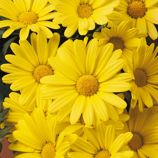 Argyranthemum frutescens