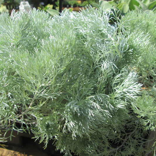 Artemisia 'Silver'