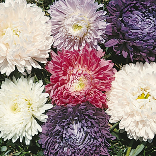 Aster 'Ball'