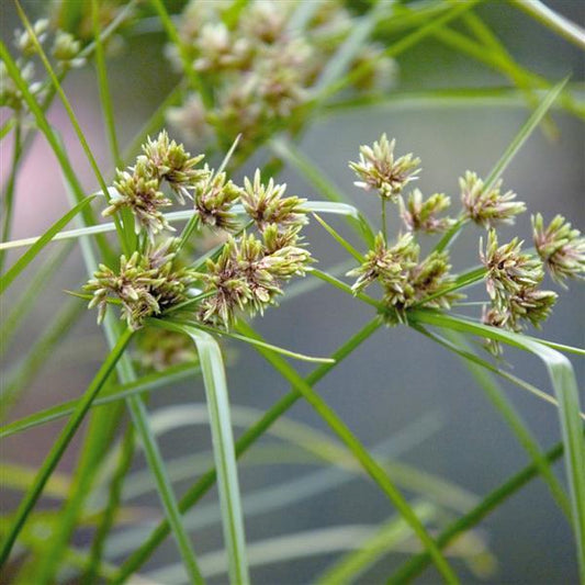 Cyperus Grass