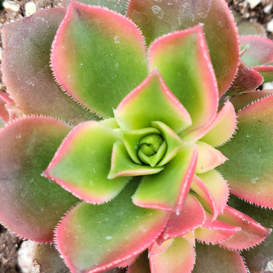 Aeonium 'Kiwi'