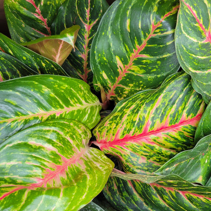 Aglaonema 'Red Emerald'