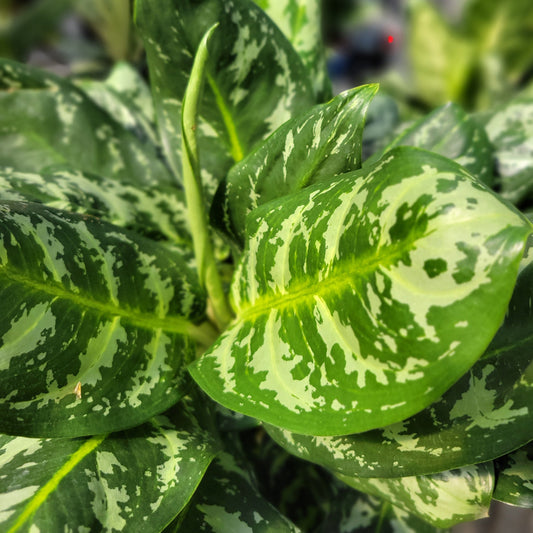 Aglaonema 'Calypso'