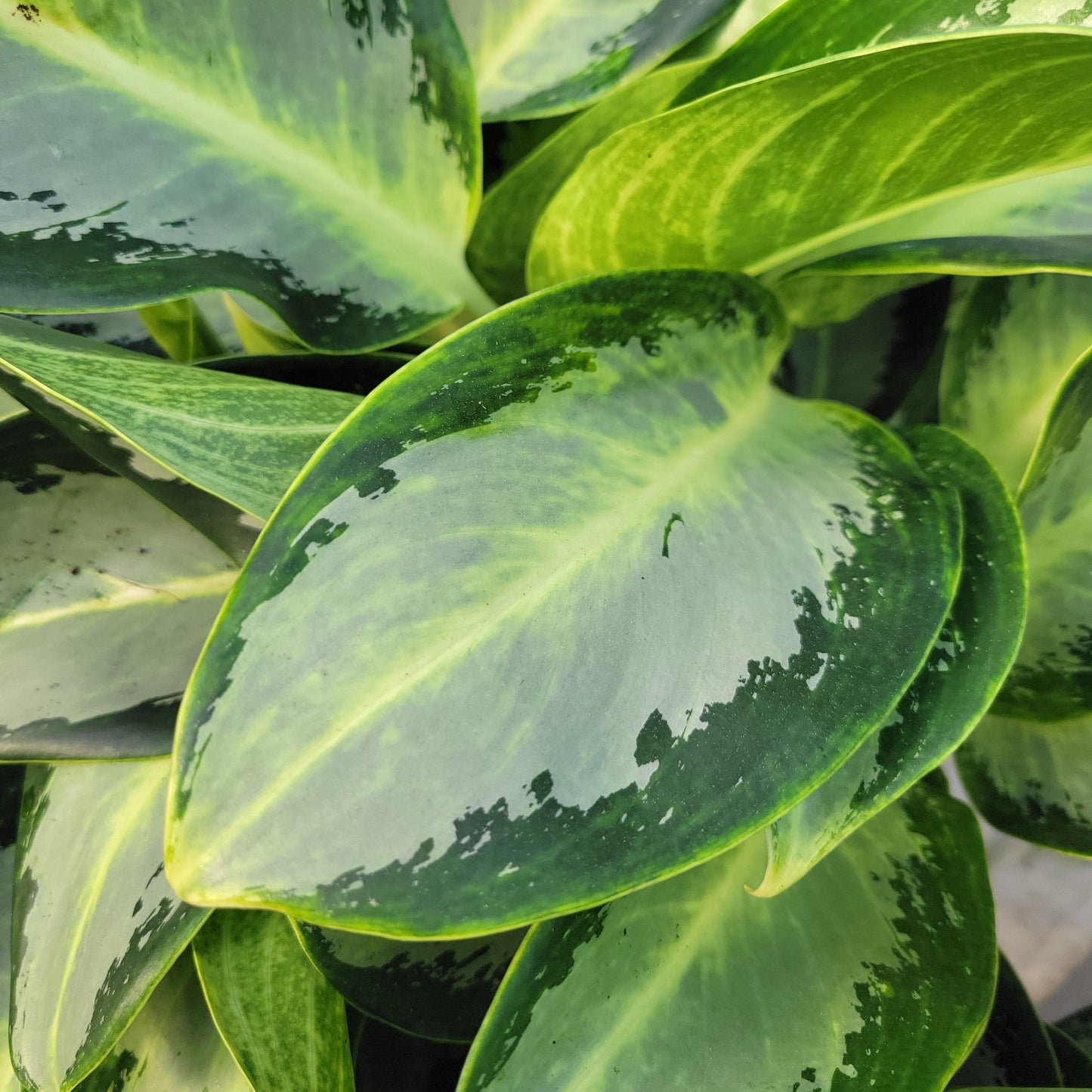 Aglaonema 'Hybrids'