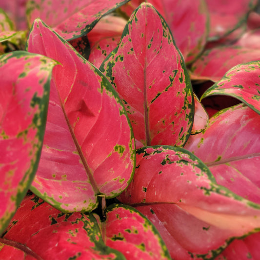 Aglaonema 'Very Red'