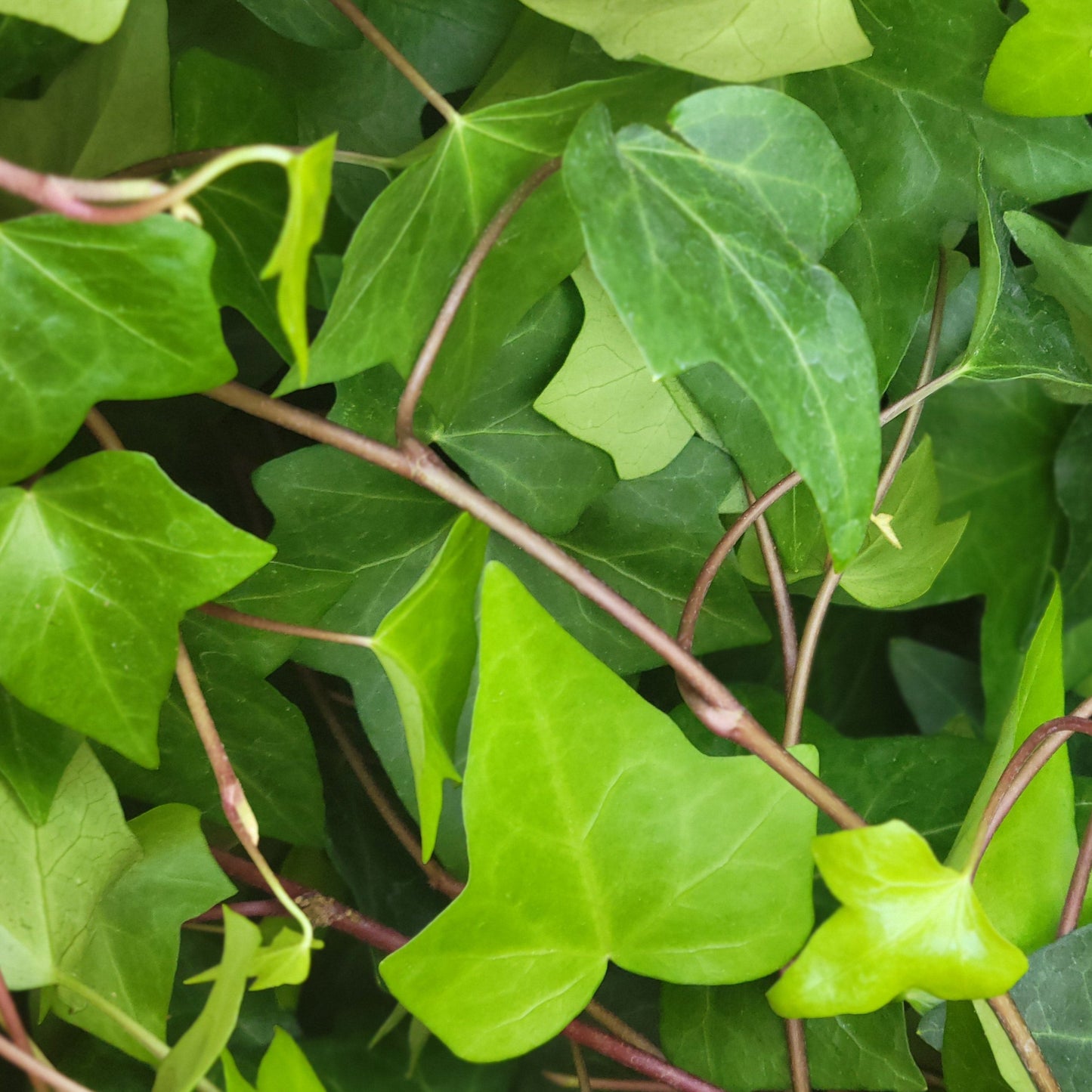 Algerian Ivy