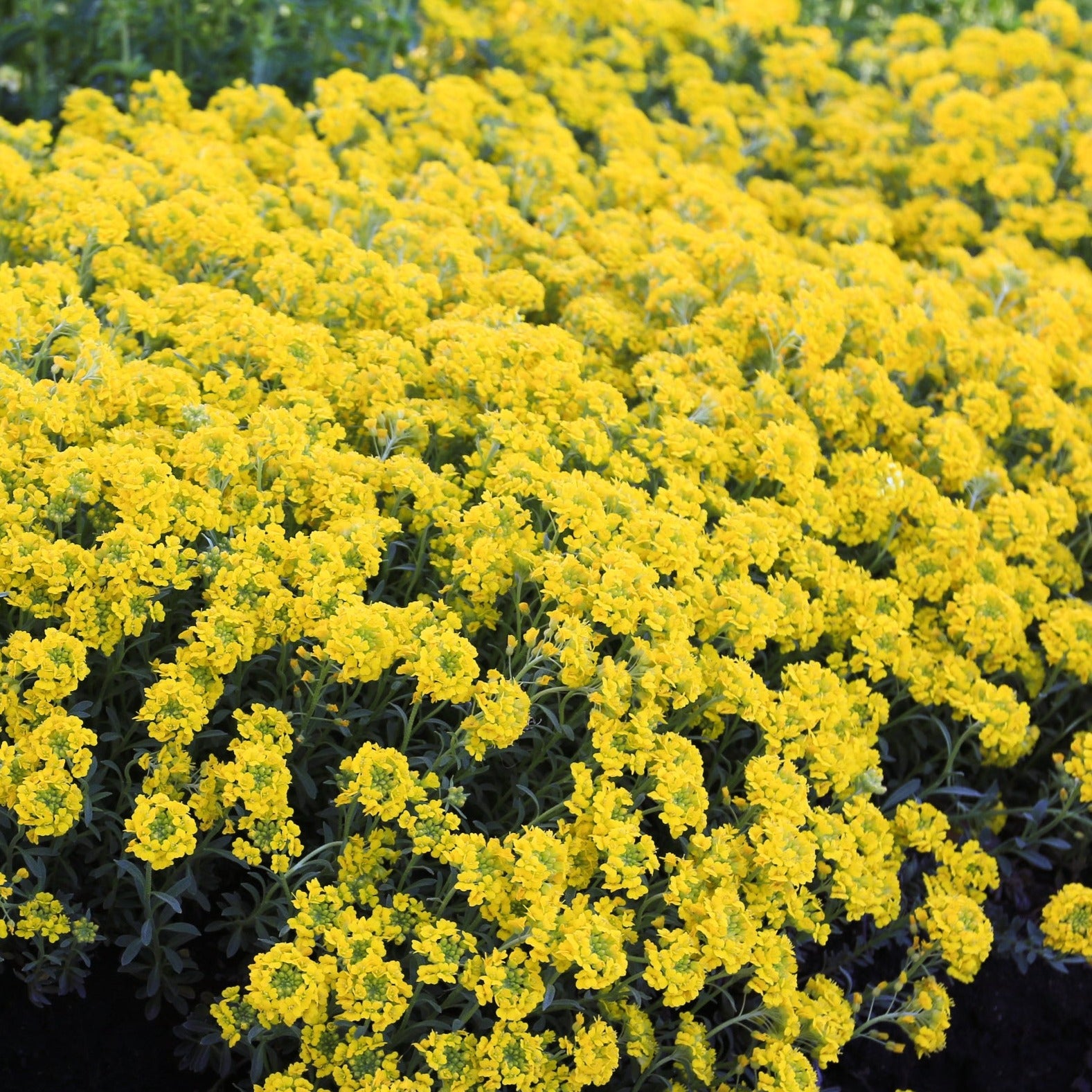 Alyssum montanum – Scott's Nursery Ltd.