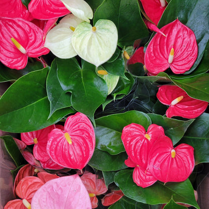 Anthurium andreanum