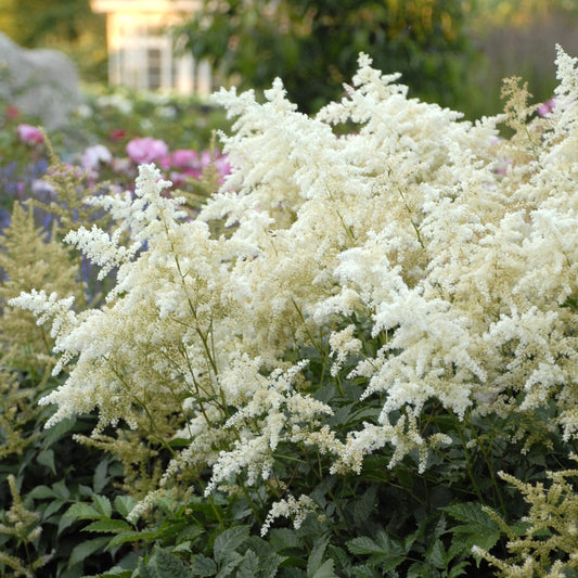 Astilbe japonica 'Deutschland'