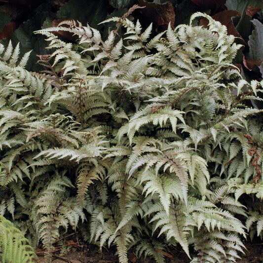 Athyrium niponicum