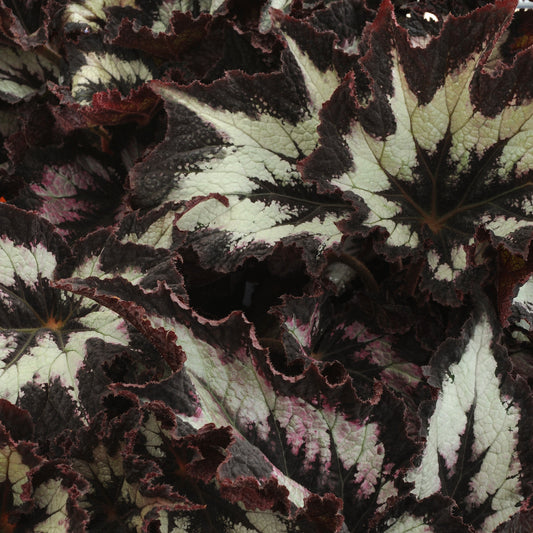 Begonia Rex 'Jurassic™'