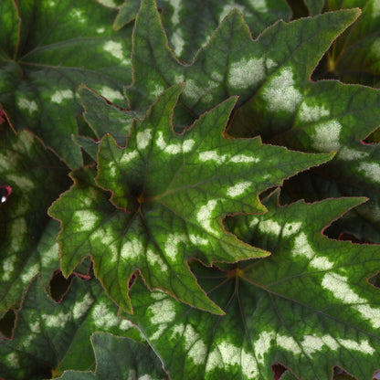 Hybrid Begonia