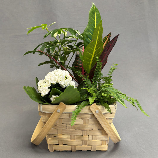 Basket Garden Tropical 6"