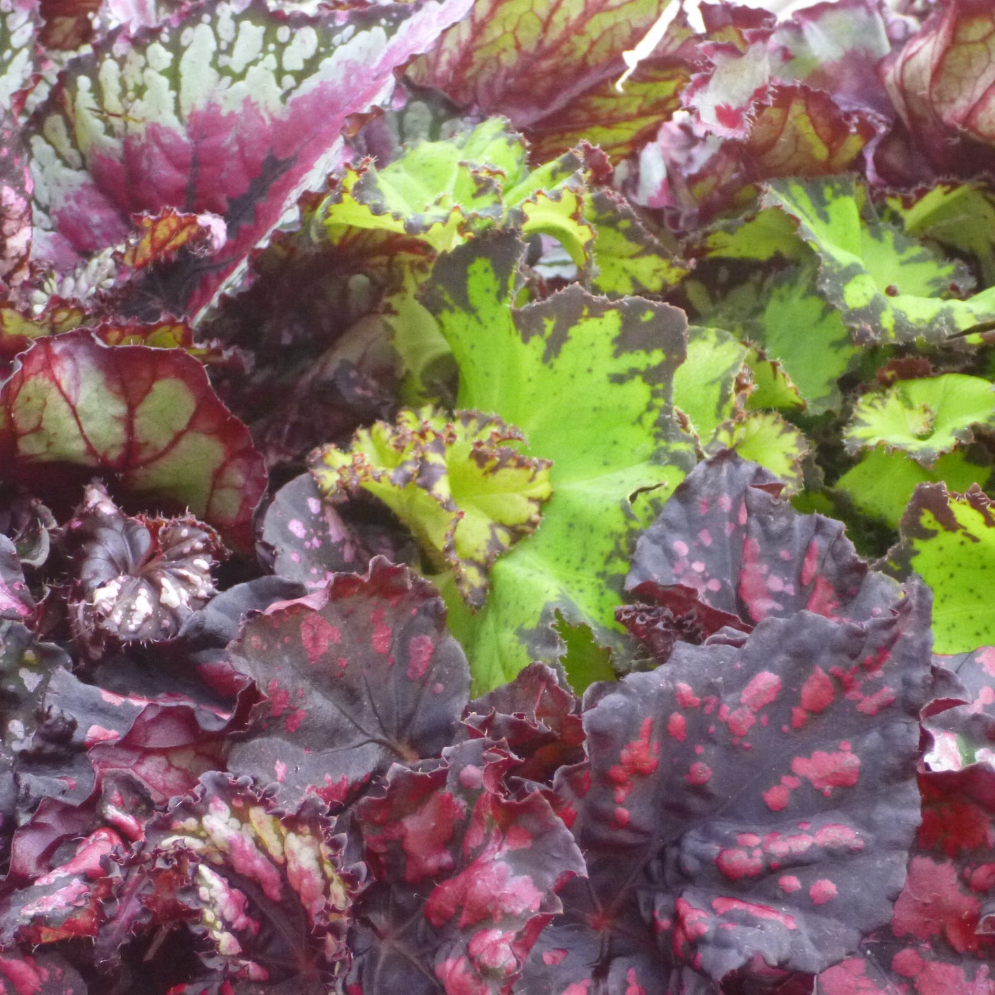 Begonia ‘Rex’ Assorted