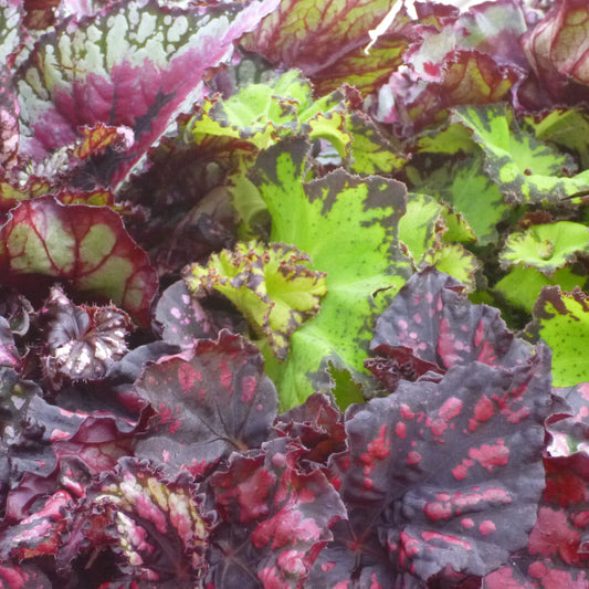 Begonia ‘Rex’ Assorted