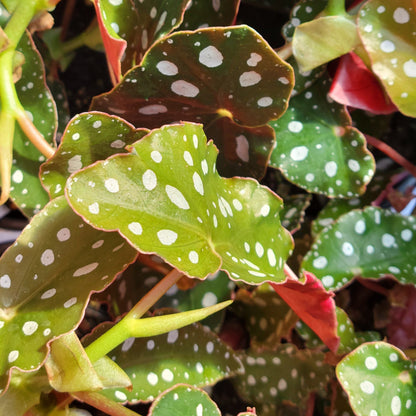 Polka Dot Begonia