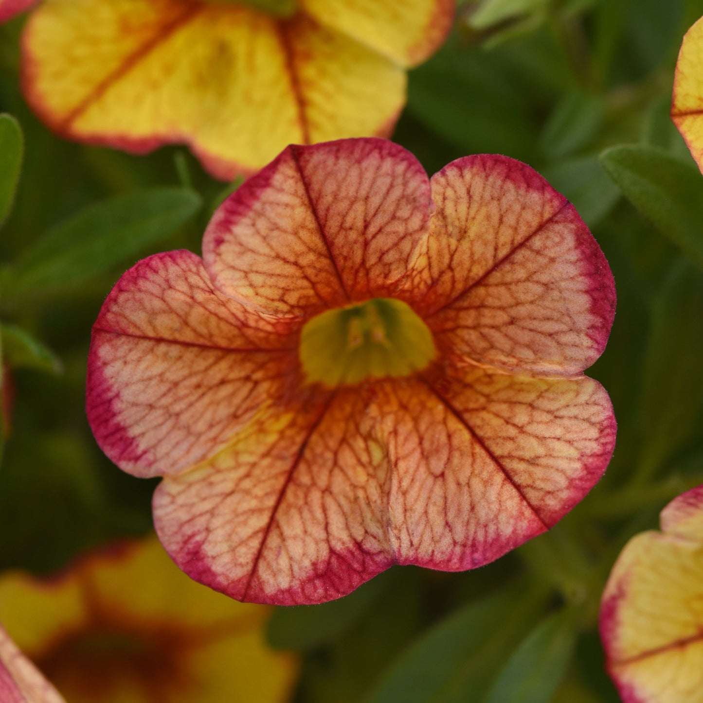 Calibrachoa 'MiniFamous®'