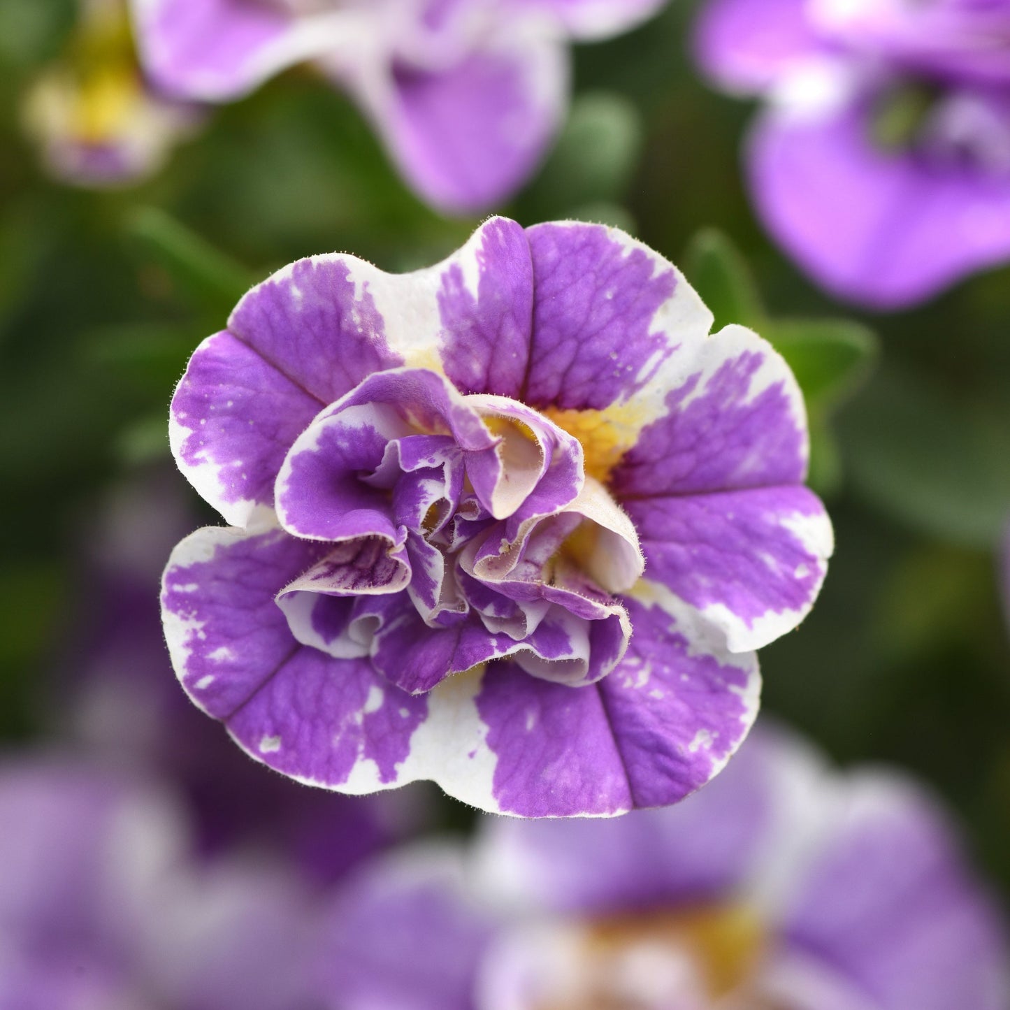 Calibrachoa 'MiniFamous®'