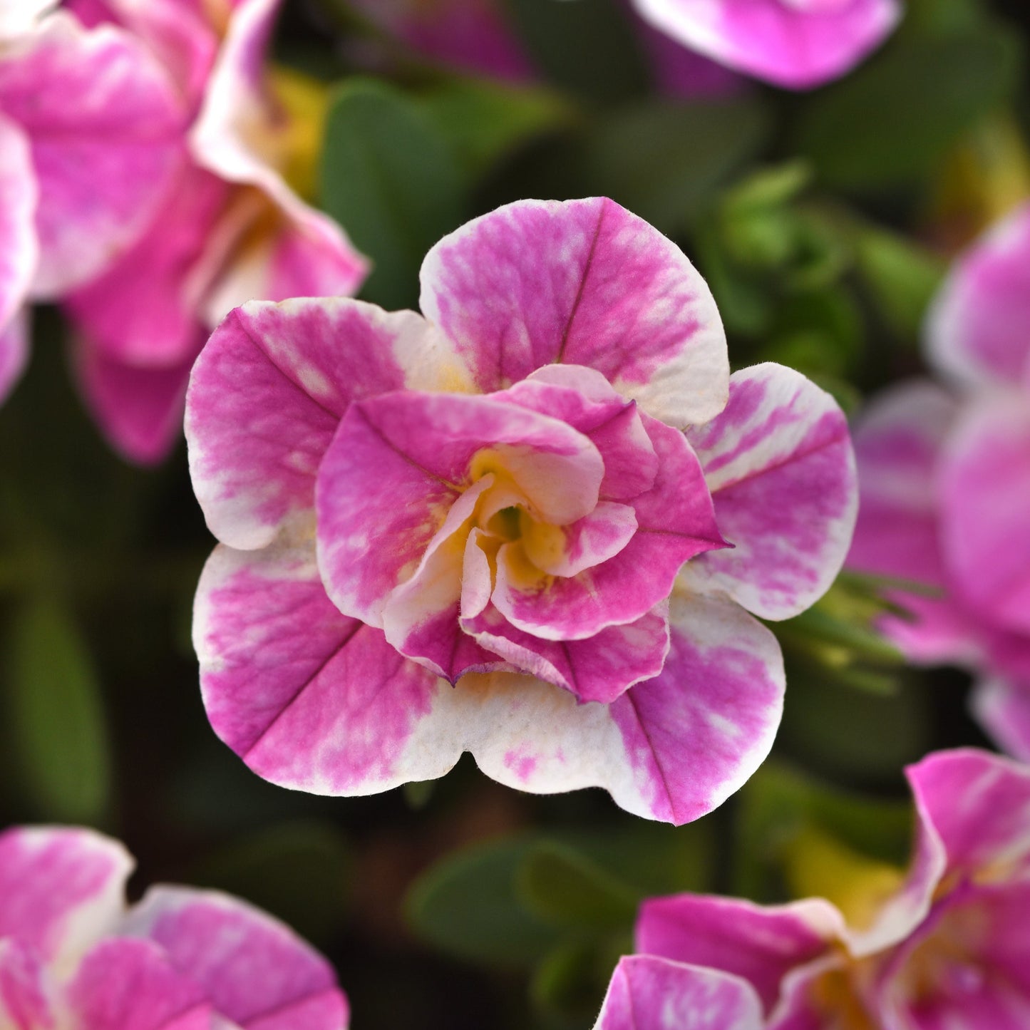 Calibrachoa 'MiniFamous®'