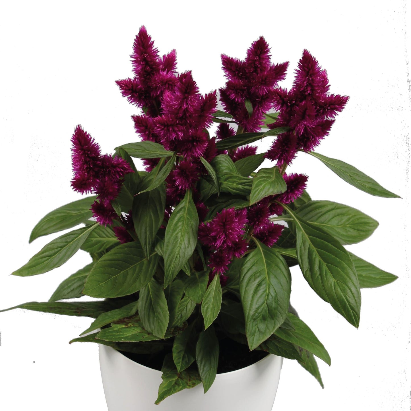 Celosia 'Intenz™'