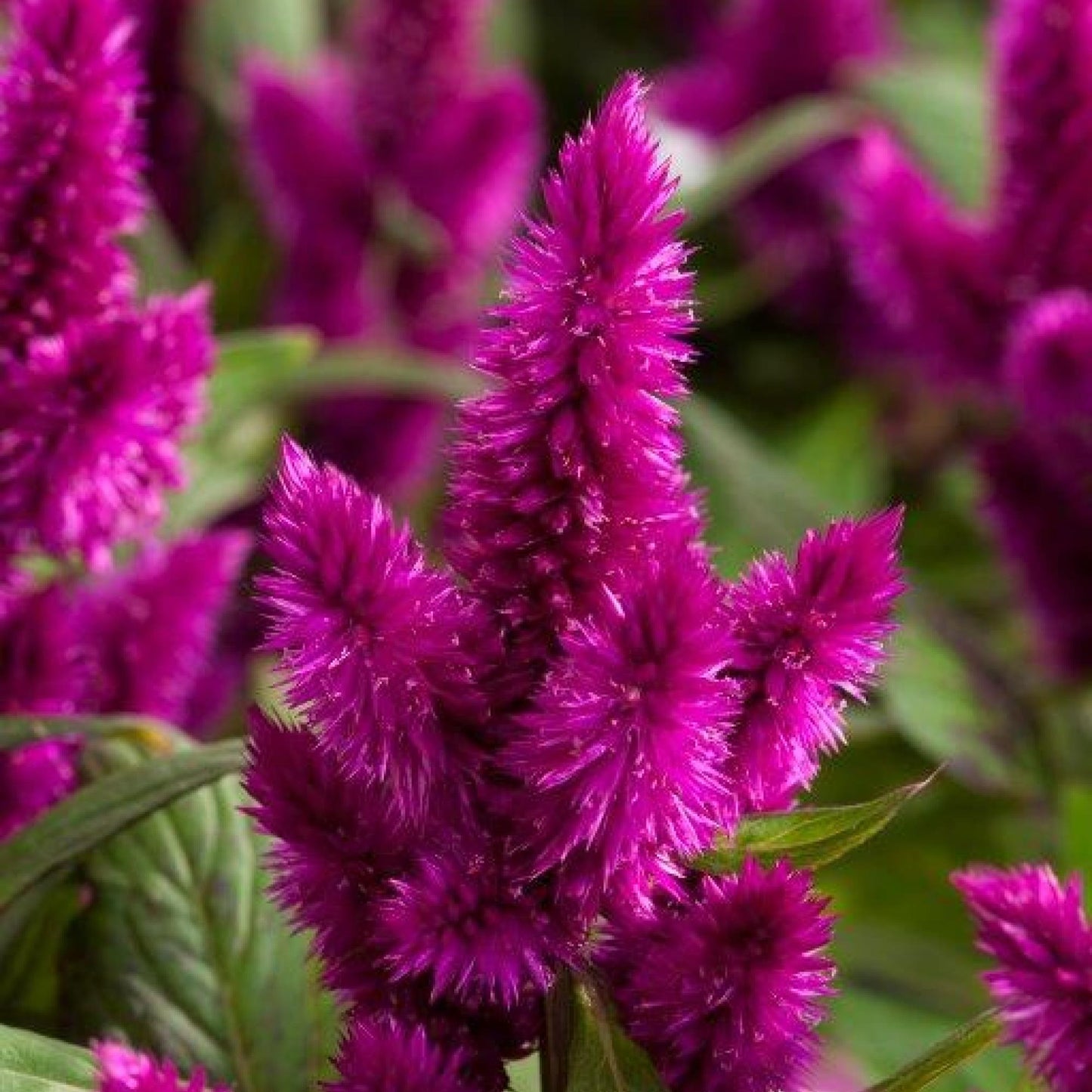 Celosia 'Intenz™'