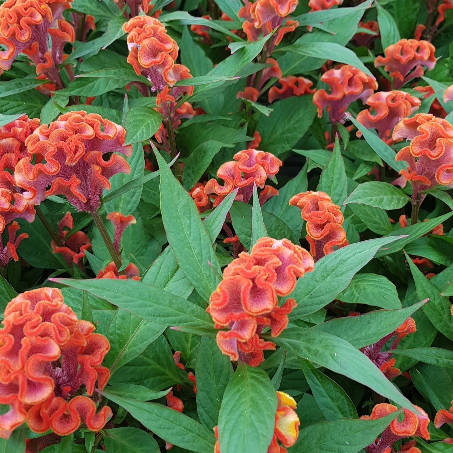 Celosia 'Twisted'