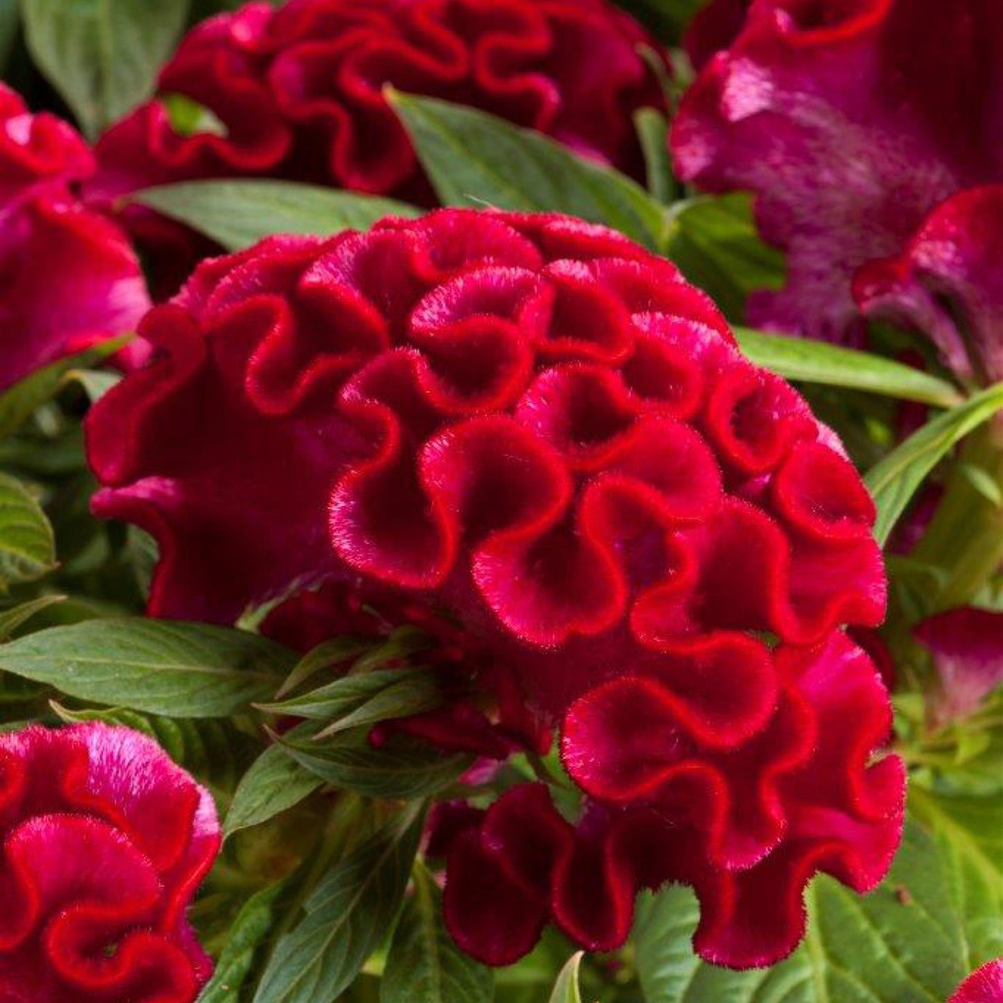 Celosia 'Twisted'