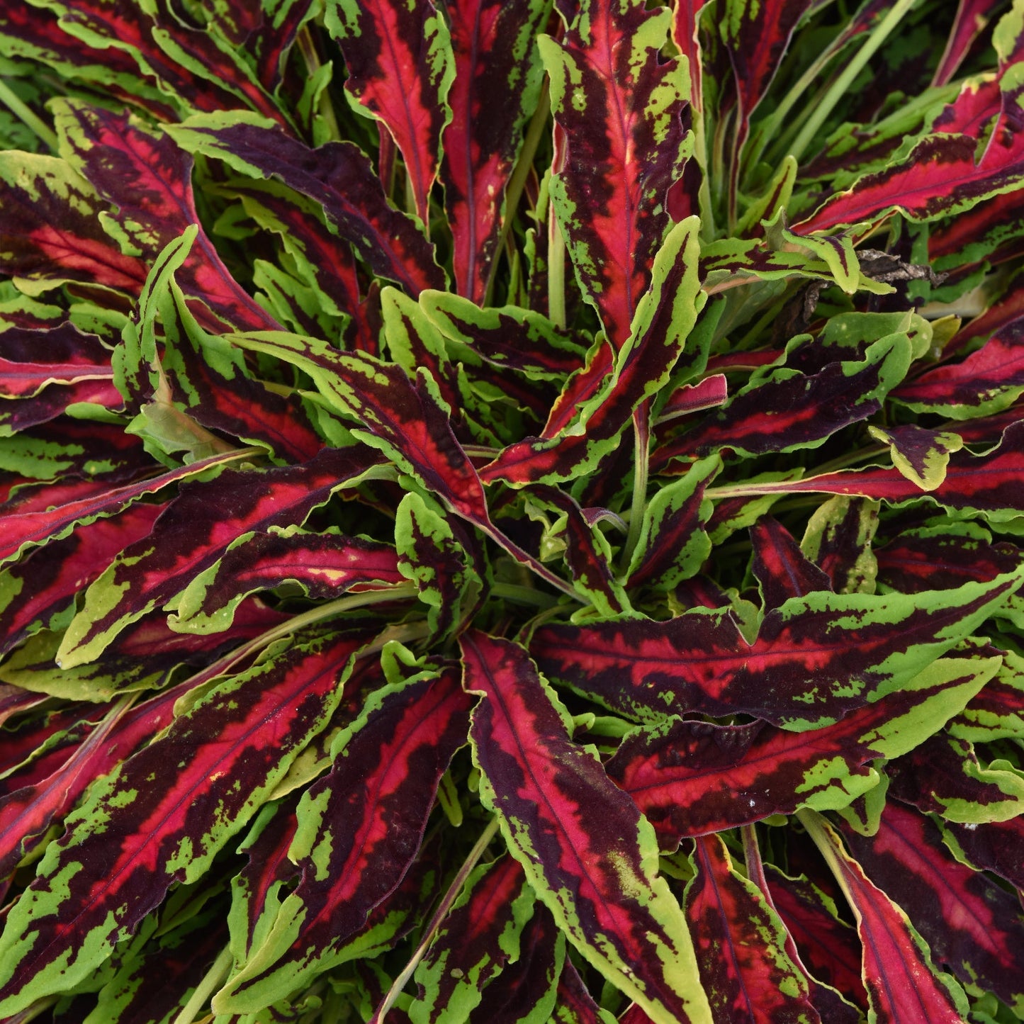 Coleus 'MicroBlaze™'