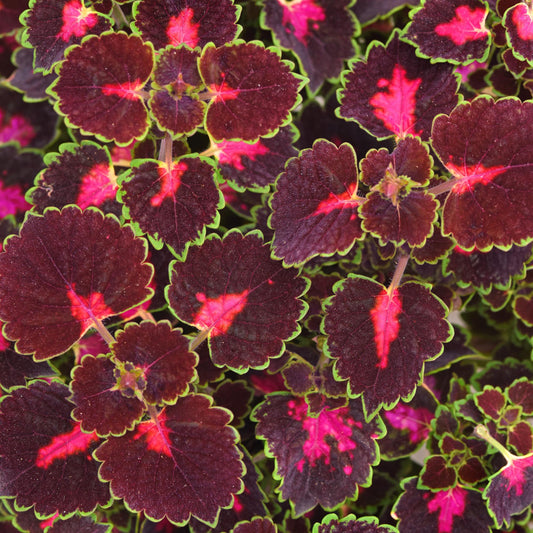 Coleus 'TrailBlazer™'