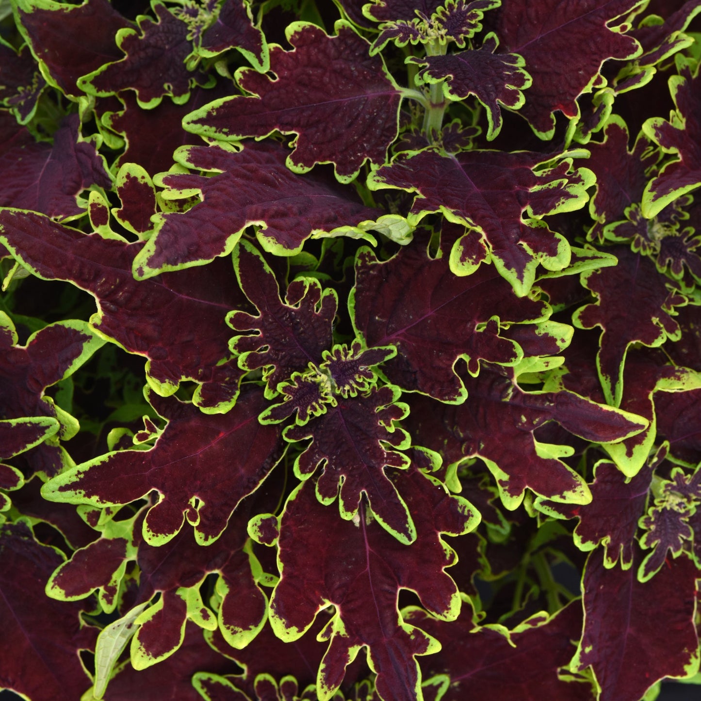 Coleus 'Volcanica™'